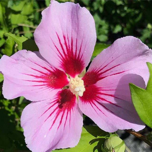 Hibiscus ift.tt/2YGdLud
