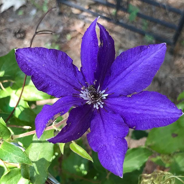 Clematis ift.tt/2ZxoRP8