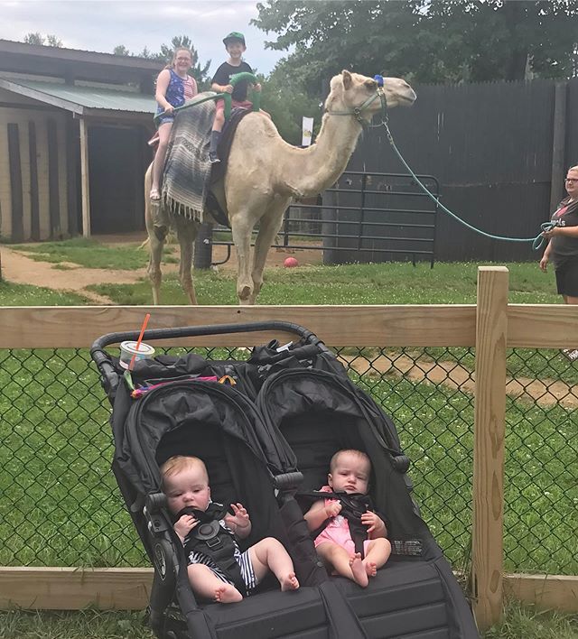 RyanneConway's tweet photo. First zoo trip for the girls! 🐪 #yorkanimalkingdom https://t.co/Eb9fKnxF0p https://t.co/FAYkjHI8X1