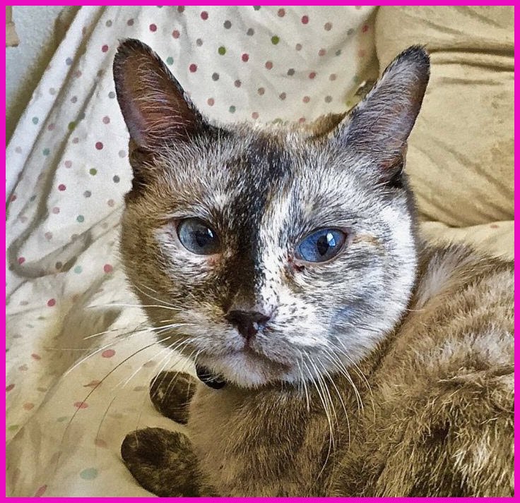 feralpawsrescue's tweet photo. August Cat of the Month: please meet Cinderella 🐾Siamese & Dilute Tortoiseshell Mix Adult Female, Medium Buff/Tan/Fawn 🐾 Read More: https://t.co/86mNHcX6zS
#cats #adoptcats #FPRG #lovecats https://t.co/IAGDI0tjdy