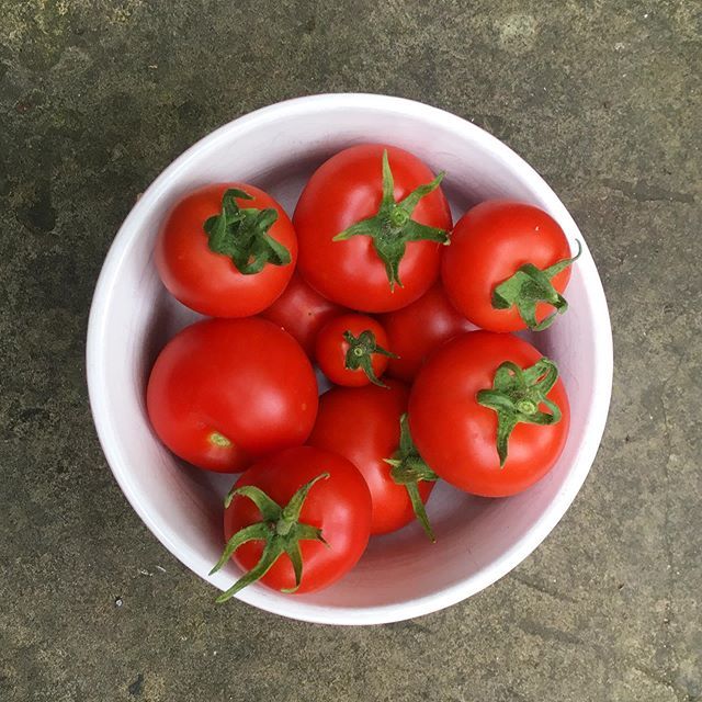 tatjana1o1's tweet photo. today’s tomato harvest!
.
.
.
.
.

#garden #gardenstories #londongarden #hackneygarden #hackney #inmybackgarden #inmybackyard #vegetablegarden #vegetable #tomatoes #tomatoplant #london #summer #gardenstories #flower #vegetablegarden #gardensofinstagram #… https://t.co/ZFVwSwmBha https://t.co/54s1q1nmrF
