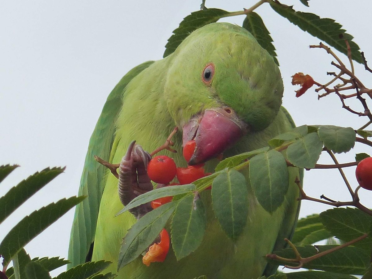 mirjamcollens's tweet photo. Lekker besje in #Rotterdam #vreemdevogel #bird  @charlois_rdam @Rotterdam https://t.co/o3nDf3Usz4 https://t.co/jfc5iU288v