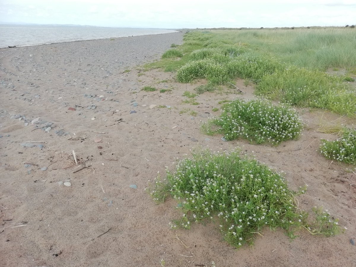 SteveTrotter1's tweet photo. Well grown #SeaRocket #Cakilemaritima on the #solwaycoast strand line with lots of bees, butterflies & #saltwort & several #Atriplex species #wildflowerhour https://t.co/QZsN8xoEBv