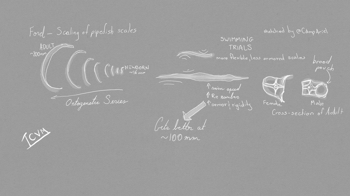 CampAriel's tweet photo. Notes from #icvm2019: @kassthefish investigating the swimming performance--and fantastic armored scale morphology--of pipefish. https://t.co/JX2n0nA9Kq