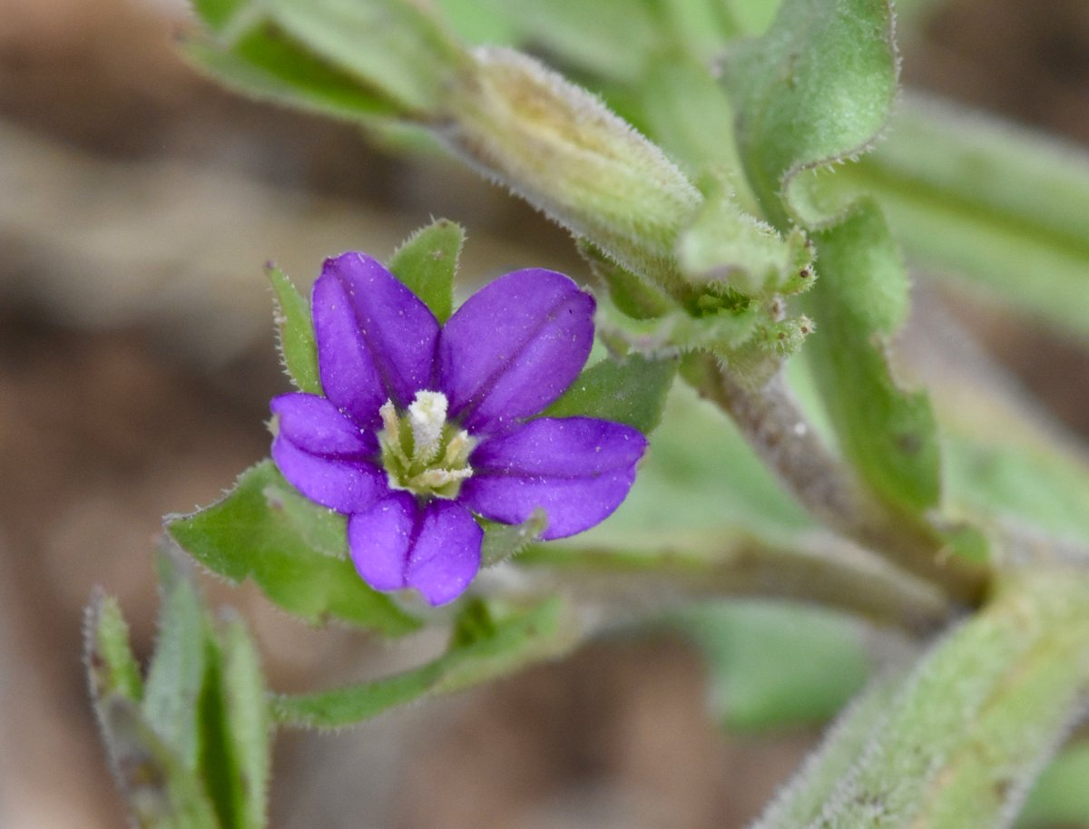 EcoBraine's tweet photo. The beautiful Venus's-looking-glass (Legousia hybrida) from a field margin in Hampshire this week. #arableplants #wildflowerhour https://t.co/mgvCKrRLhP