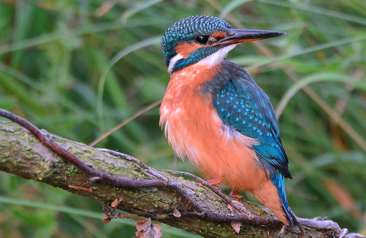 It isn't just ospreys that entertain at <a href="/rutlandospreys/">Rutland Ospreys</a> <a href="/GwashOspreys/">River Gwash Ospreys</a> <a href="/WildlifeMag/">BBC Wildlife</a> <a href="/BBCSpringwatch/">BBC Springwatch</a> @_WildlifeUK_