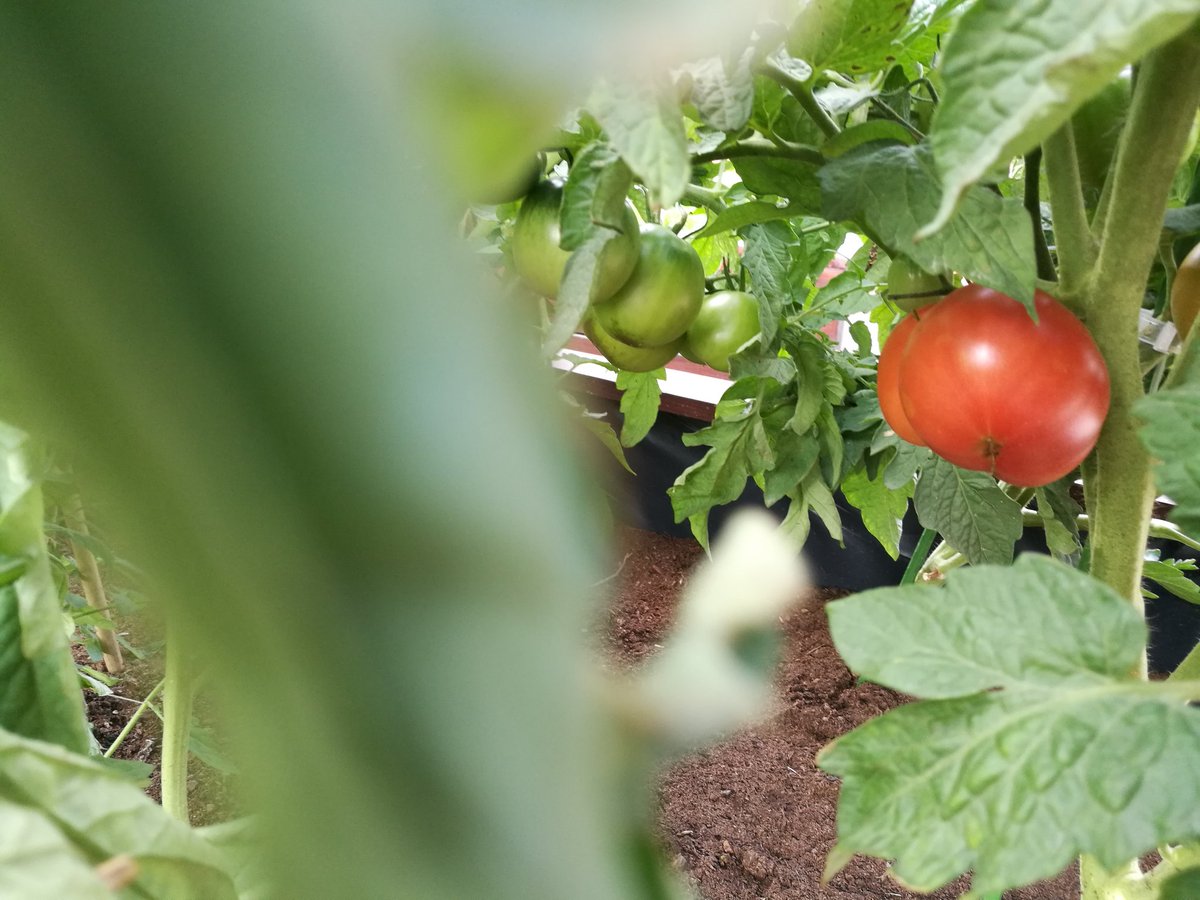 Nasze pomidorki pięknie czerwienią się na słońcu. Oficjalnie otwieramy sezon przecierowy 😋