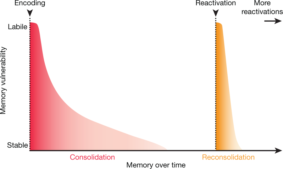 mmw_lmw's tweet photo. #MemoryEditing | altering problematic memories | from ScienceFiction to ClinicalPractice | Review | Elizabeth Phelps @Harvard @nature https://t.co/HYqFtfqPUY https://t.co/oktBS3eAzj