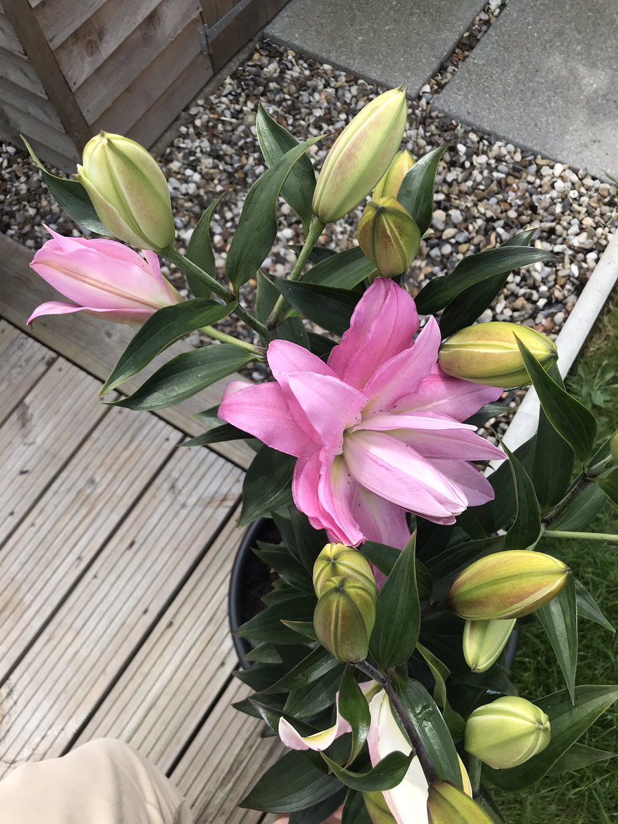 Lilies are beginning to open 😀