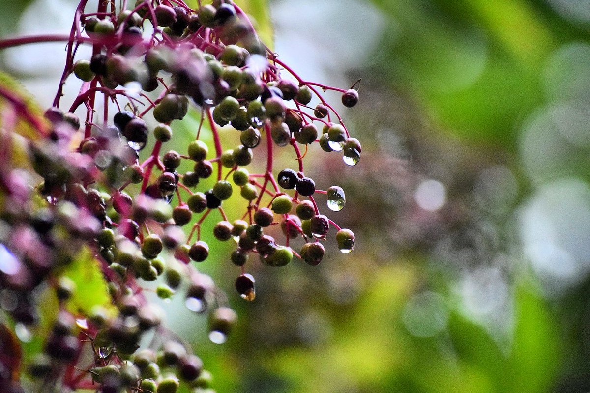 trailstained's tweet photo. Stay focused on what really matters 💚 But always make time to catch a falling dewdrop 💦
#nature #travel #photography #beauty #trailstained #naturephotography #nikon #nikonphotography https://t.co/rt5JCfyYWT
