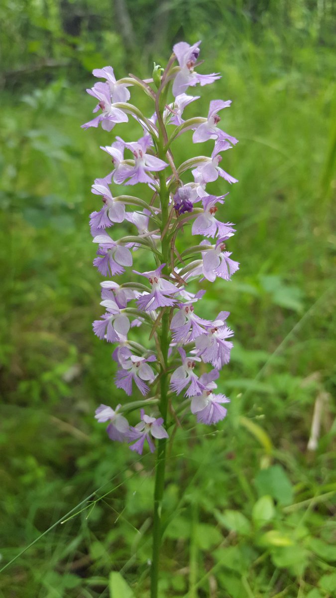 flood_mn's tweet photo. Lesser Purple Fringed Orchids growing wild in a hardwood forest wetland. https://t.co/BaXYcI9dPs