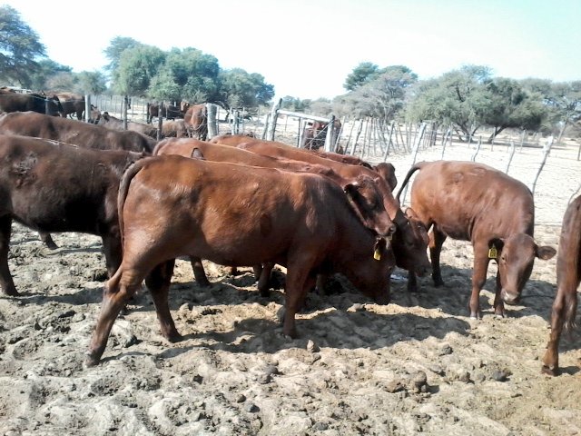 10 Bonsmara heifers(open) for sale.
10 Bonsmara verse(oop) te koop.

Call: 0765298040 / 0646536896

Serious buyers only please! No time wasters!
They are situated in Morokweng near Vryburg;North West;RSA📍
#BonsmaraSA #RooiRas #youthinagriculture #foodsecurity #farmingwithpassion