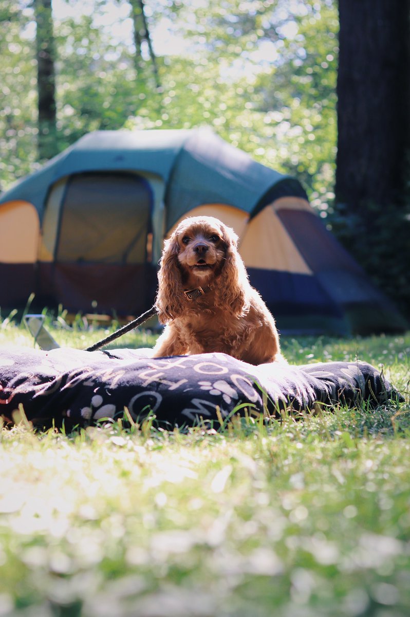 _Shelllbbyyy's tweet photo. camping Bailey vs coming home Bailey: equally stunning @emuhbaker https://t.co/pWiLxUKUG0