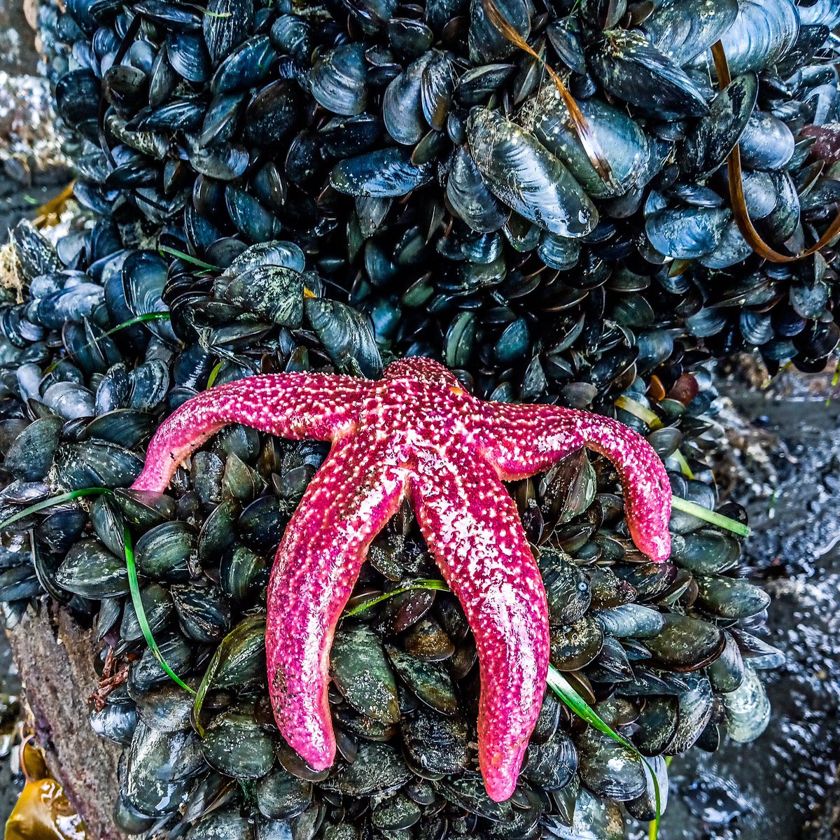 alaskabeardguy's tweet photo. Low tide. Land's End. Homer Spit. #homesweethomer

#alaska #alaskan #lowtide #tidepooling #homer #homeralaska #beach #beachlife #sea #seastar #mussels #ilovealaska #explore #homerspit #spitlife #summer #nature #lastfrontier #49thstate #alaskanlife #ocean #seaside https://t.co/qaIsUHDjvn