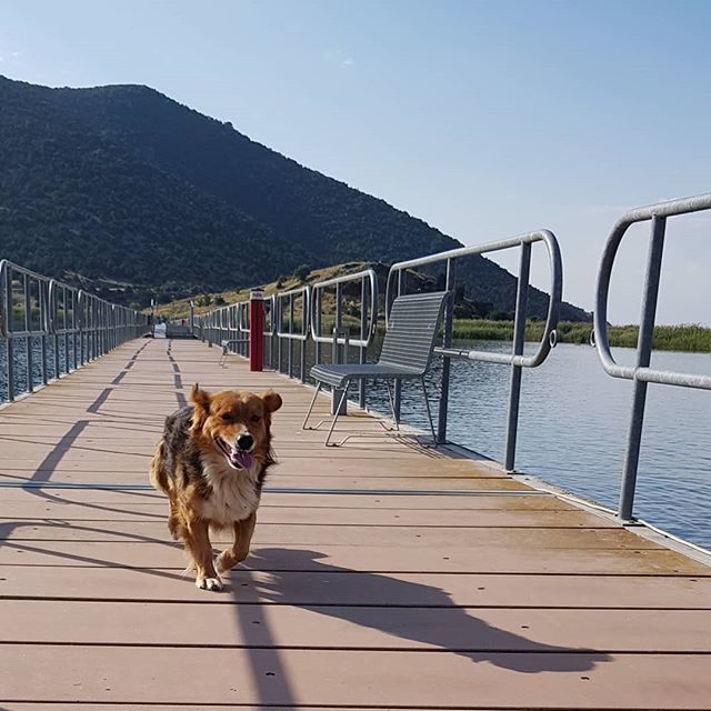 BelgianTechy's tweet photo. Free like a doggo 🐶
.
.
.
#dog #dogs #doggo #dogsofinstagram #dogs_of_instagram #doggy #doglovers #dogstagram #nature #naturephotography #cute #doglover #nationalpark #naturepark #greece #greek #lake #naturelover #travel #travelgram #travelphotograph… https://t.co/Pi0b6zPnsE https://t.co/W0Aw7XFOMy