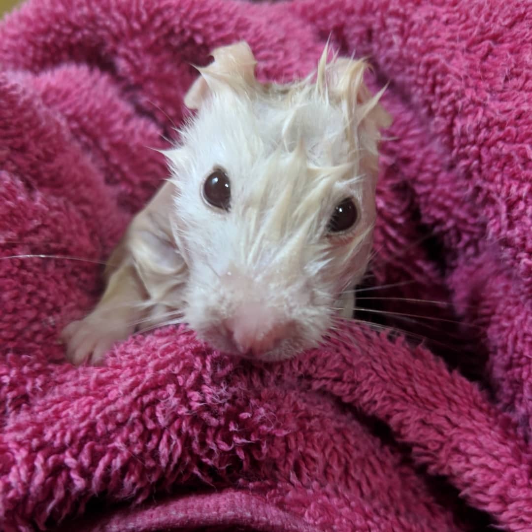 I cannot believe that we are still having these tragedies of mass shootings in the United States. Stop blaming mental health for a gun problem. P.S. If your news feed is overwhelming because of the news, here is a cute picture of Baby. #Enough