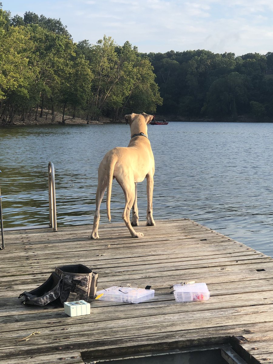 DaneDozer's tweet image. What’s that guy in the boat doing on my lake?
#greatdane #danes #greatdaneproblems #dogrates