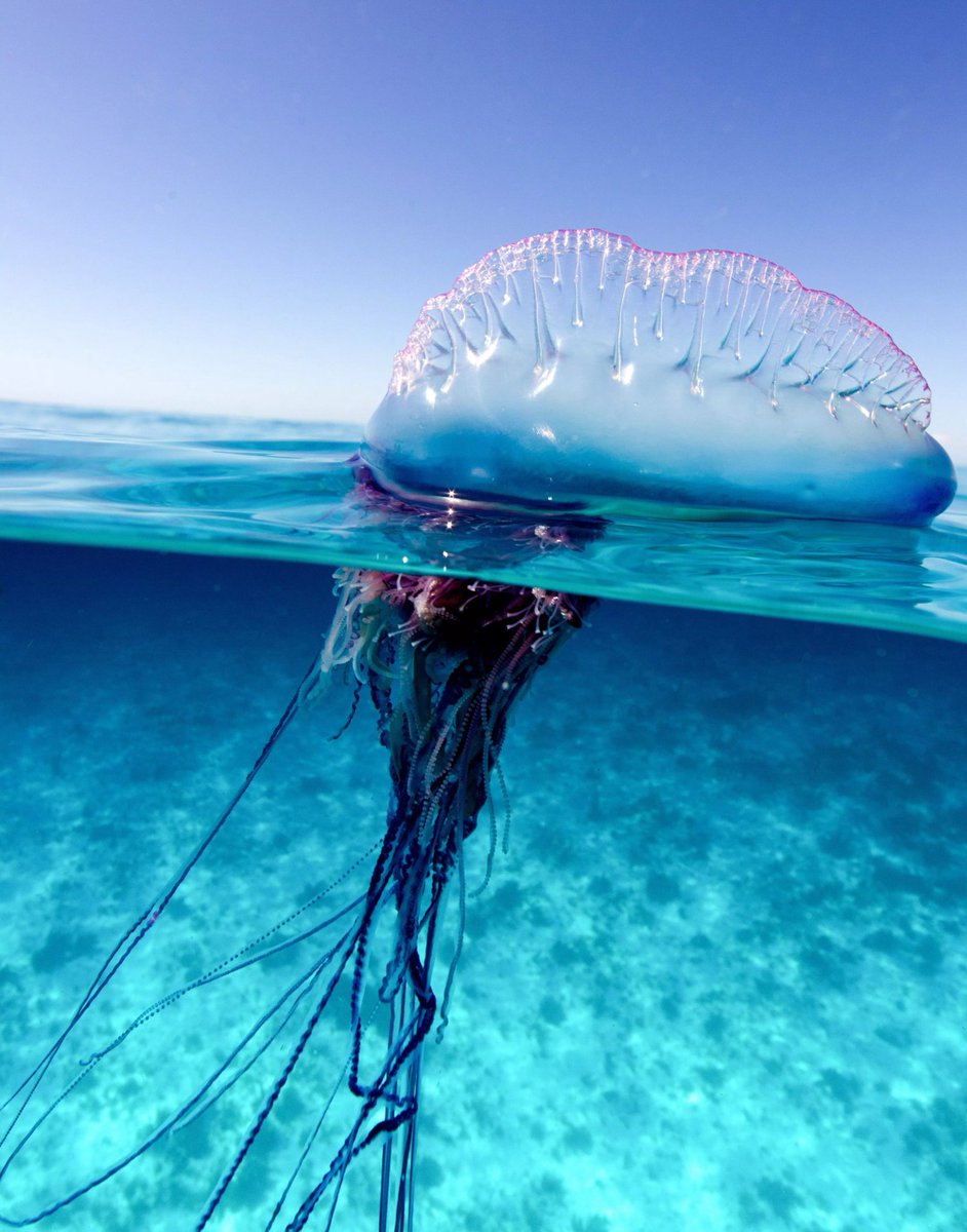 StephanieSauvin's tweet photo. Hubby just told me about Portuguese Man O' War and holy crap... it looks like it's saying "F*** with me I dare you". #meanlooking https://t.co/dy4un1io8Q