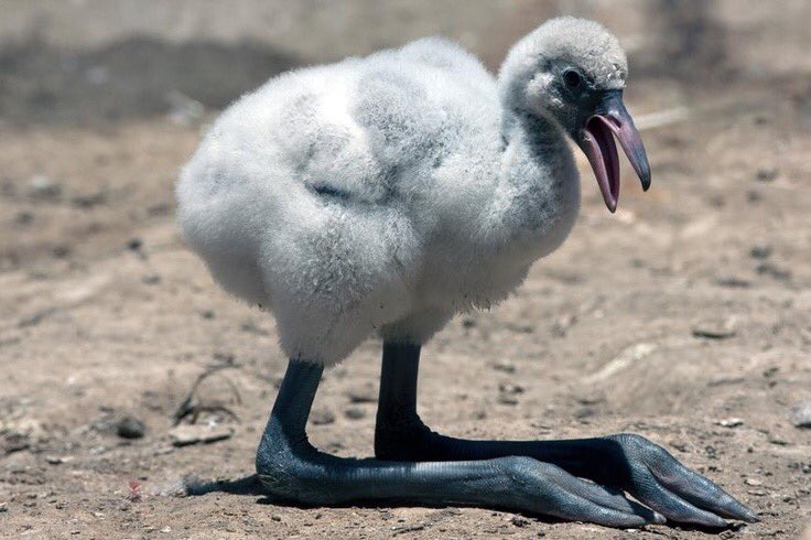 jennifermerr's tweet photo. i’ve decided today that i don’t like baby flamingos. feet too big. very scary. https://t.co/Hty4Yypi4J