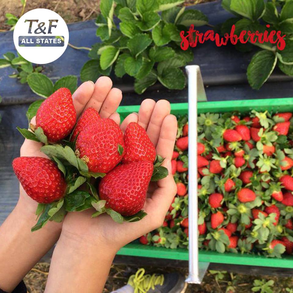tandfallstates1's tweet photo. Strawberries are producing beautiful yummy berries, volumes are increasing and strawberries are great buying this week, order through T&amp;F States for daily fresh deliveries. . We are NSW Largest Providore and we keep you up to date with the freshest produce.

#tandfallstates https://t.co/izrVT7Ttdr