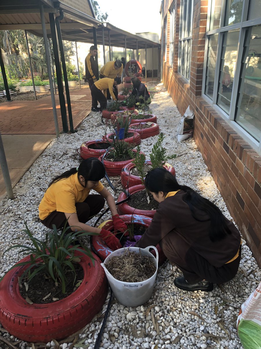 Dawe4Peter's tweet photo. Lovely morning planting #bushtucker plants at #LesPowellSSP in the garden created by the local #Aboriginal #mensgroup #youthcommjnitygreening #nativemint #midgenberry #dianella 🌱👣❤️ and some #kangaroopaw for effect 😁 #horttherapy https://t.co/qgcOcNPAAW