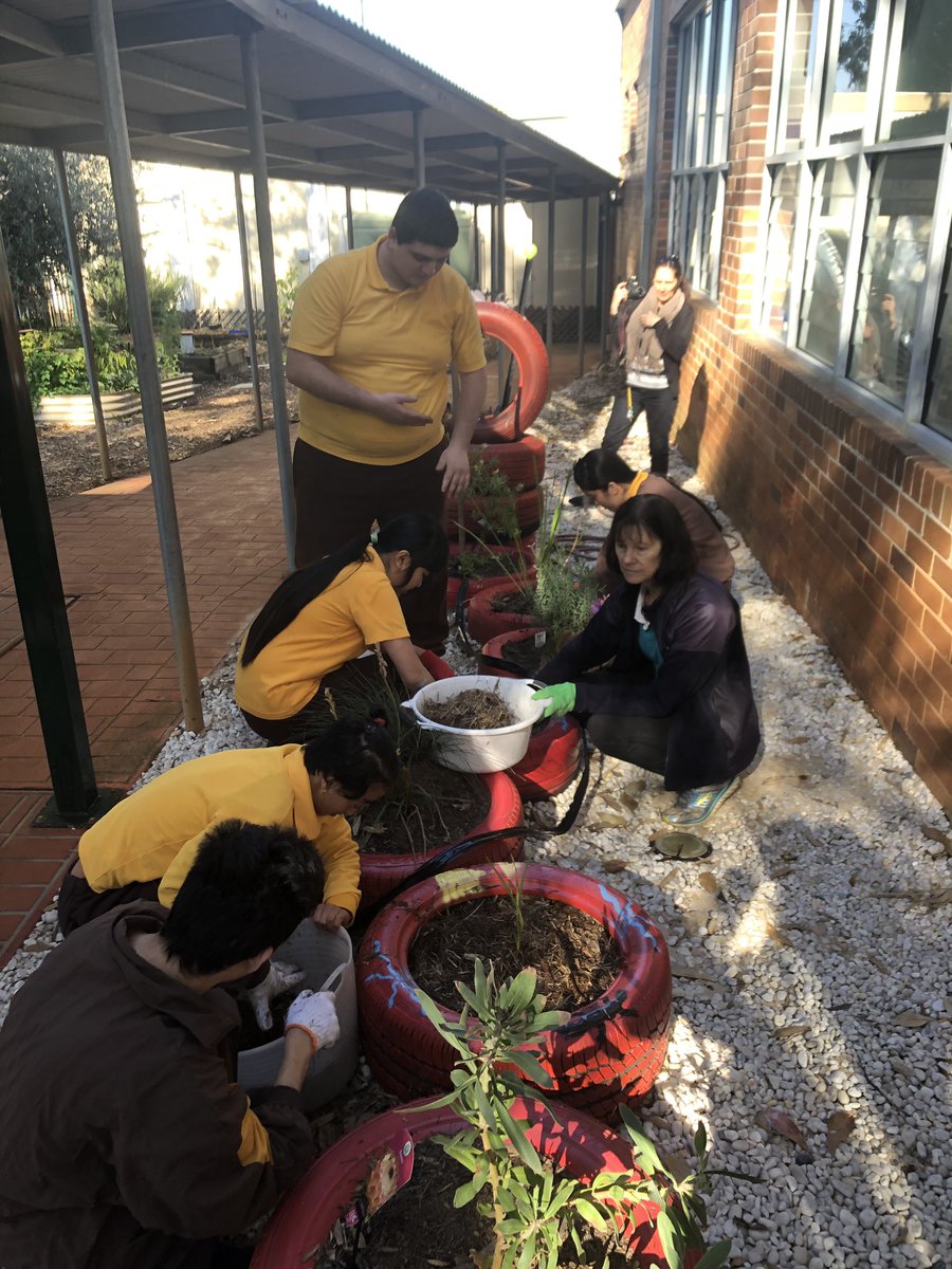 Dawe4Peter's tweet photo. Lovely morning planting #bushtucker plants at #LesPowellSSP in the garden created by the local #Aboriginal #mensgroup #youthcommjnitygreening #nativemint #midgenberry #dianella 🌱👣❤️ and some #kangaroopaw for effect 😁 #horttherapy https://t.co/qgcOcNPAAW