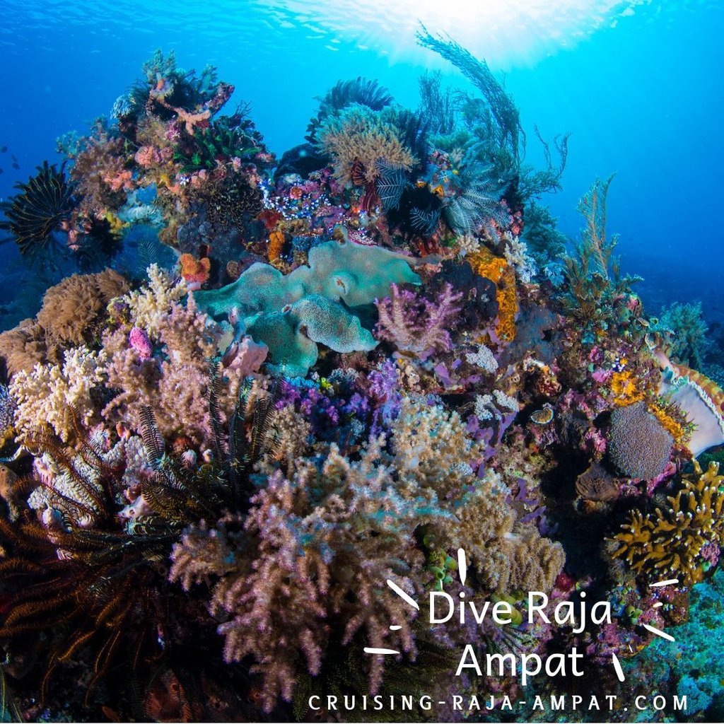 wisesarajaampat's tweet photo. βTo my mind, the greatest reward and luxury of travel is to be able to experience everyday things as if for the first time, to be in a position in which almost nothing is so familiar it is taken for granted.β β Bill Bryson
#rajaampat #wisesa #liveaboard #cruisingrajaampat https://t.co/tGHYtsmpEa