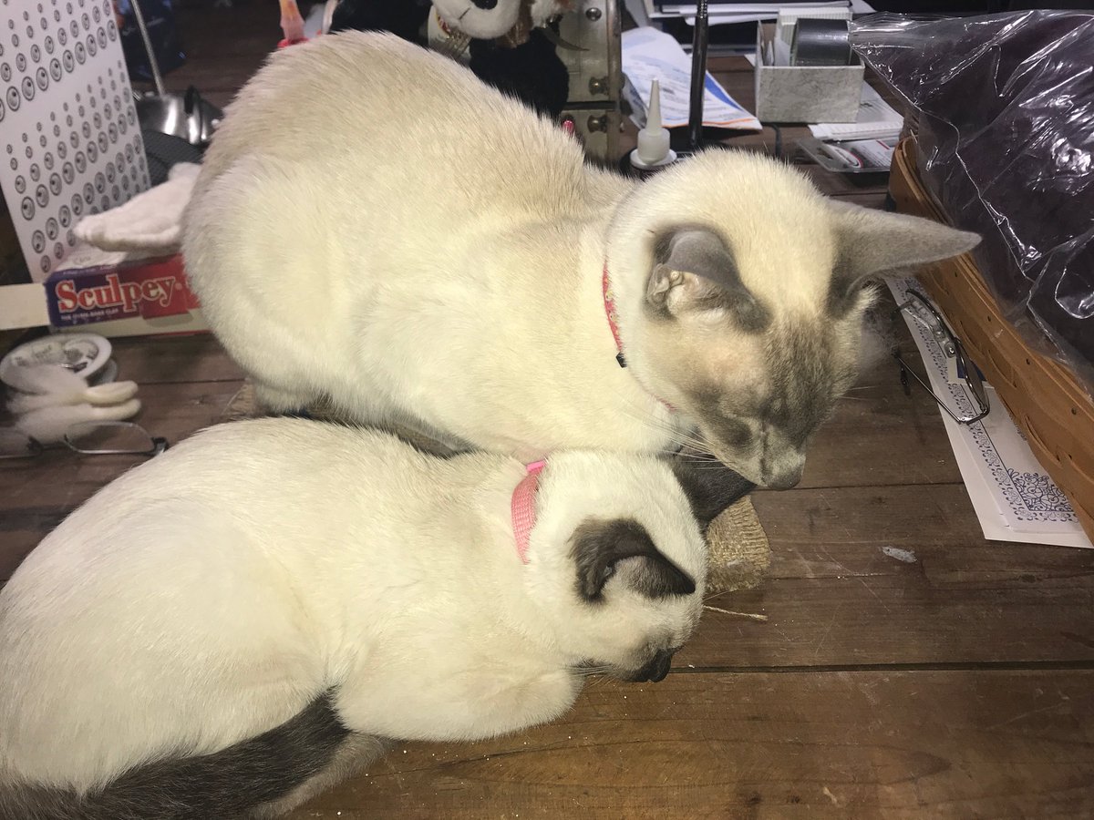 debistudios's tweet photo. So as I start working on some needle felting projects, I have the honor of sharing my workspace not with one, but two studio cats! Meet Halo, new to the debi studios tribe.  #debistudios #fun https://t.co/Wr3luxNXjH