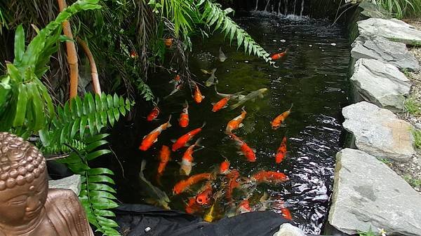 Arowanafishes Hashtag On Twitter