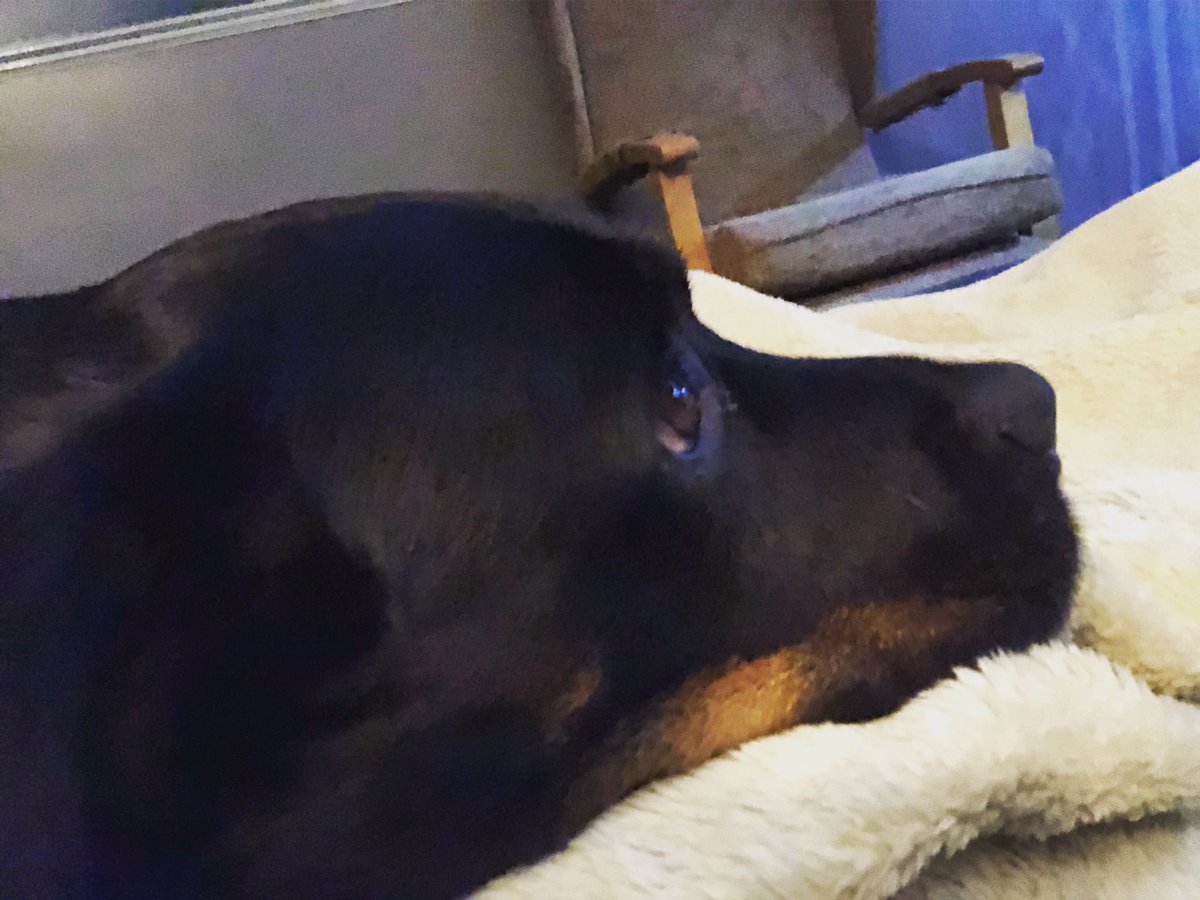WinnieRescue's tweet photo. Mums changing her job and not working nights anymore, this means more evening cuddles ❤️🐾 #rescuedog #cuddledog #rottweilers_of_instagram #rotty #petsofinstagram #rottie #cutedogs #rottylove https://t.co/BQoBXHKEwS