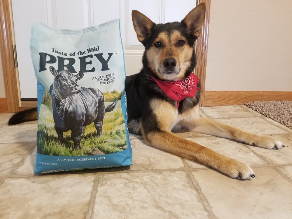 angus beef limited ingredient formula