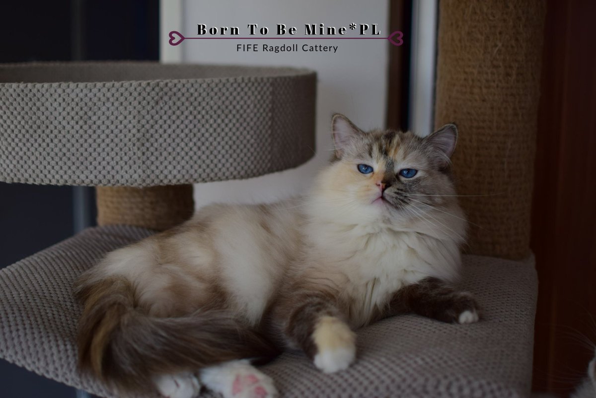 BornToBeMineRAG's tweet photo. BAJKA Born To Be Mine*PL my homebreed queen❤️🌸 #ragdoll #cat #breeder #tortie #kitten #blueeye https://t.co/bXJhWze0Up