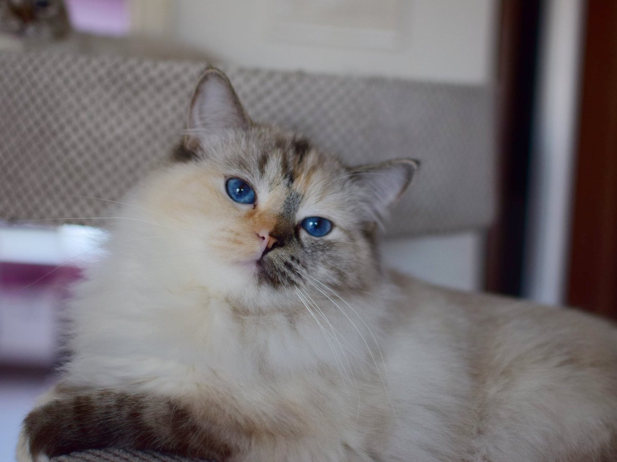BornToBeMineRAG's tweet photo. BAJKA Born To Be Mine*PL my homebreed queen❤️🌸 #ragdoll #cat #breeder #tortie #kitten #blueeye https://t.co/bXJhWze0Up