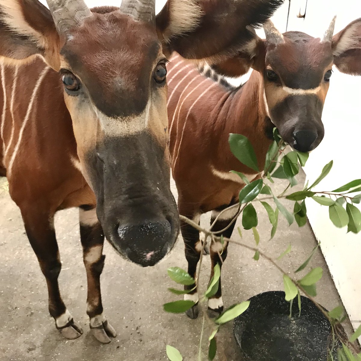 VirginiaZoo's tweet photo. Can these bongo snoots get a BOOP?
.
.
.
#boop #boopthesnoot #bongo #easternbongo https://t.co/QRcvJev3Ad