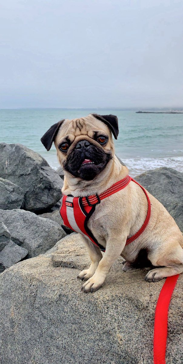 _giles6's tweet image. Late post from Tofu’s adventure to the beach last week. #PugModel