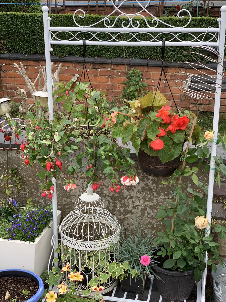 campbell798's tweet photo. I installed a garden clothes rack for climbing and hanging things. #inhortus #tinyjoys https://t.co/oFVwpYMYbg