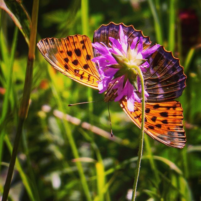 pamaire's tweet photo. New Instagram pic : M'en fous, je suis une fleur. (Tabac d'Espagne) #PAMphoto https://t.co/UhDSOLULxd