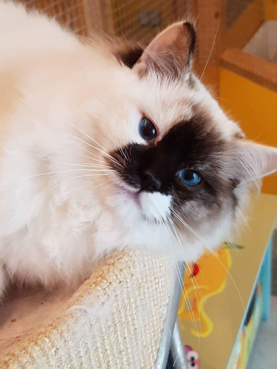 BornToBeMineRAG's tweet photo. BIJOUX Born To Be Mine*PL
Lovely tortie ❤️#ragdoll #kitten #breeder #catbreeder #blueeye #seal #mitted #borntobemine https://t.co/7uvMDQJ05T