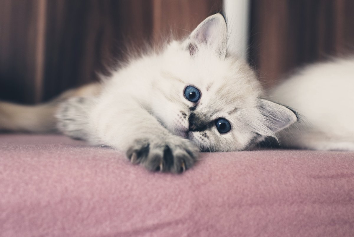 BornToBeMineRAG's tweet photo. DARK KNIGHT Born To Be Mine*PL 
first colourpoint kitten ❤️🌸#colourpoint #ragdoll #kitten #cat #blueeye #breeder #ragdollbreeder #cute #kittylove https://t.co/GTTlYS7Etm