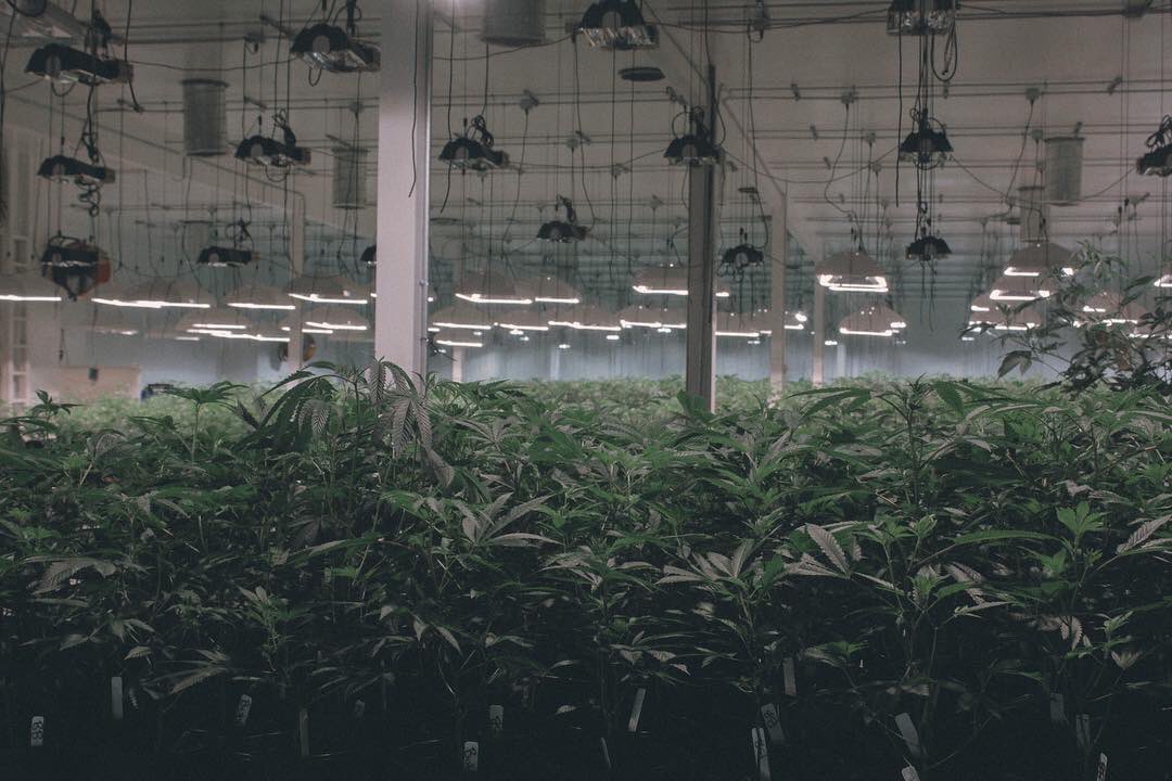 TreeBaseKlear_'s tweet image. TREE BASE KLEAR™️ in the making.