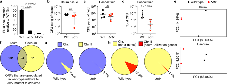 mmw_lmw's tweet photo. #Vibrio_cholerae Infection | #CholeraToxin promotes pathogen acquisition of host-derived haem and fatty acids | John Mekalanos @harvardmed @Nature https://t.co/gpzHEsOnIu https://t.co/NeO0GBB495