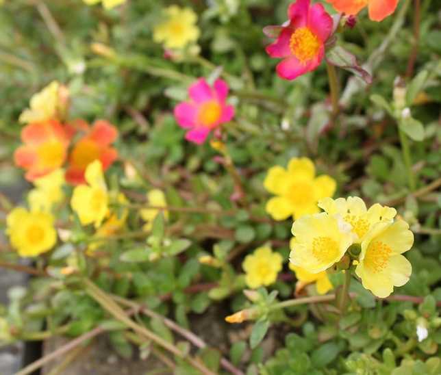 みやざきの景観づくり 宮崎市景観課 宮崎市版365日誕生花 ８月5日の宮崎市版誕生花は ポーチュラカ です ラテン語で 乳を有する に由来 花言葉は 無邪気