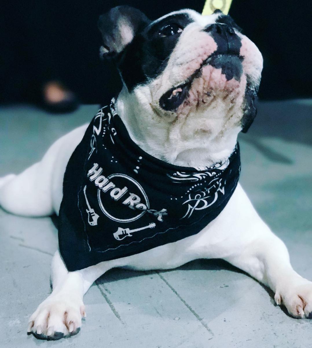 Disponible en nuestro Rock Shop ( Sin el precioso Pug) #HardRockCafe #ThisIsHardRock