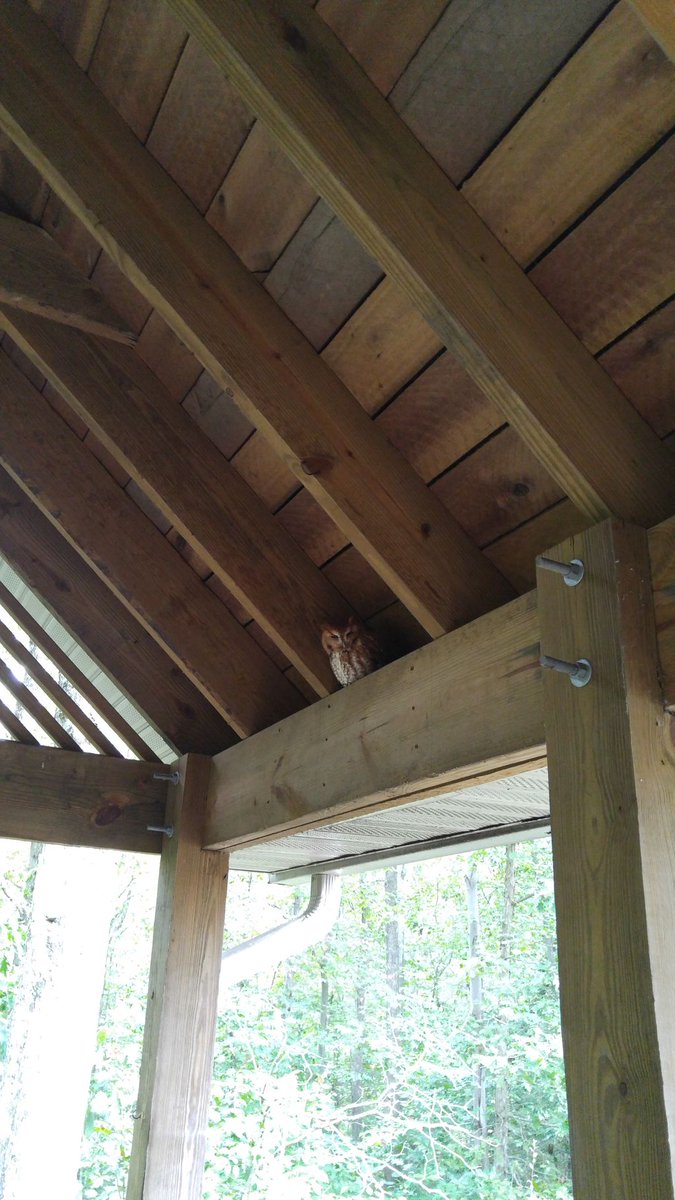 CherryRidgeRt's tweet photo. Whooo do we have here? Spotted this beautiful red morph Screech Owl hiding down at the Boat House deck! https://t.co/7sY0x8rSh4