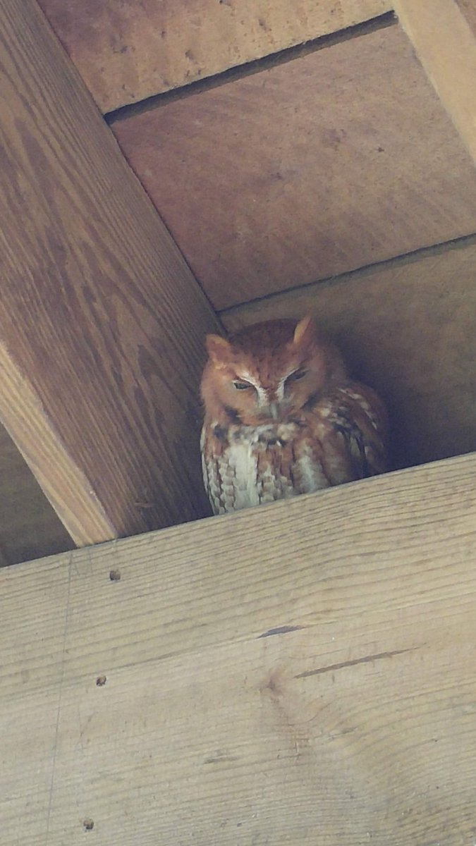 CherryRidgeRt's tweet photo. Whooo do we have here? Spotted this beautiful red morph Screech Owl hiding down at the Boat House deck! https://t.co/7sY0x8rSh4