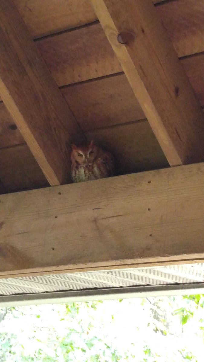 CherryRidgeRt's tweet photo. Whooo do we have here? Spotted this beautiful red morph Screech Owl hiding down at the Boat House deck! https://t.co/7sY0x8rSh4
