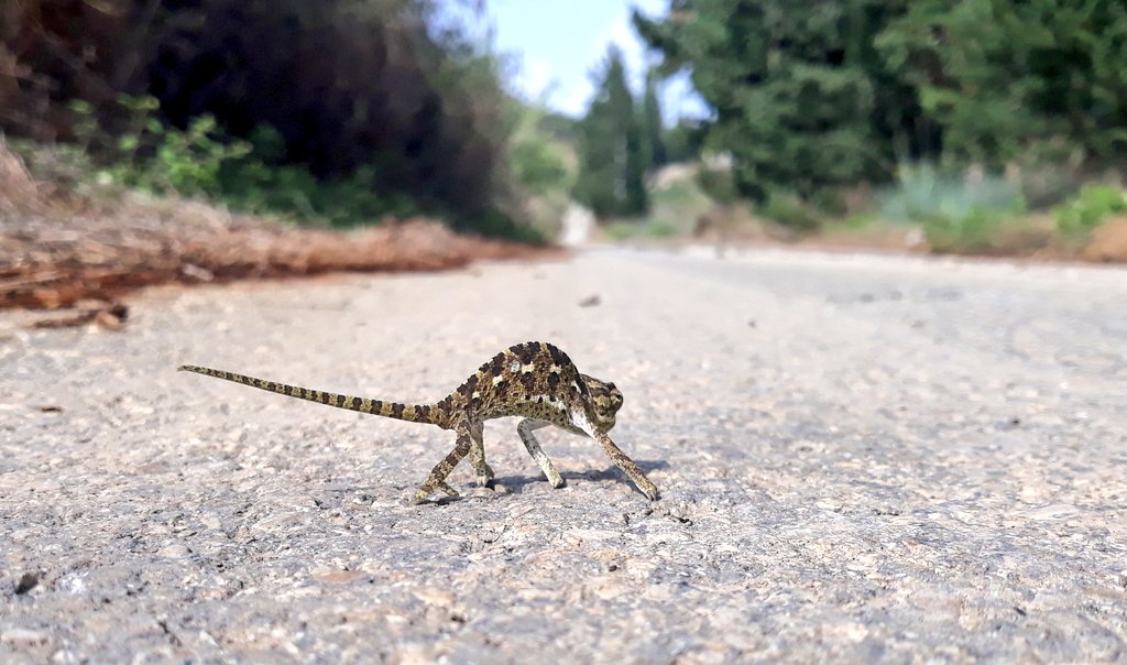 Mike_Marof's tweet photo. I'm gonna ride till I can't no more..
Mediterranean chameleon 🦎🦎
#LilChamX #OldTownRoad #Chameleon_chameleon https://t.co/rtPBXJXyfi
