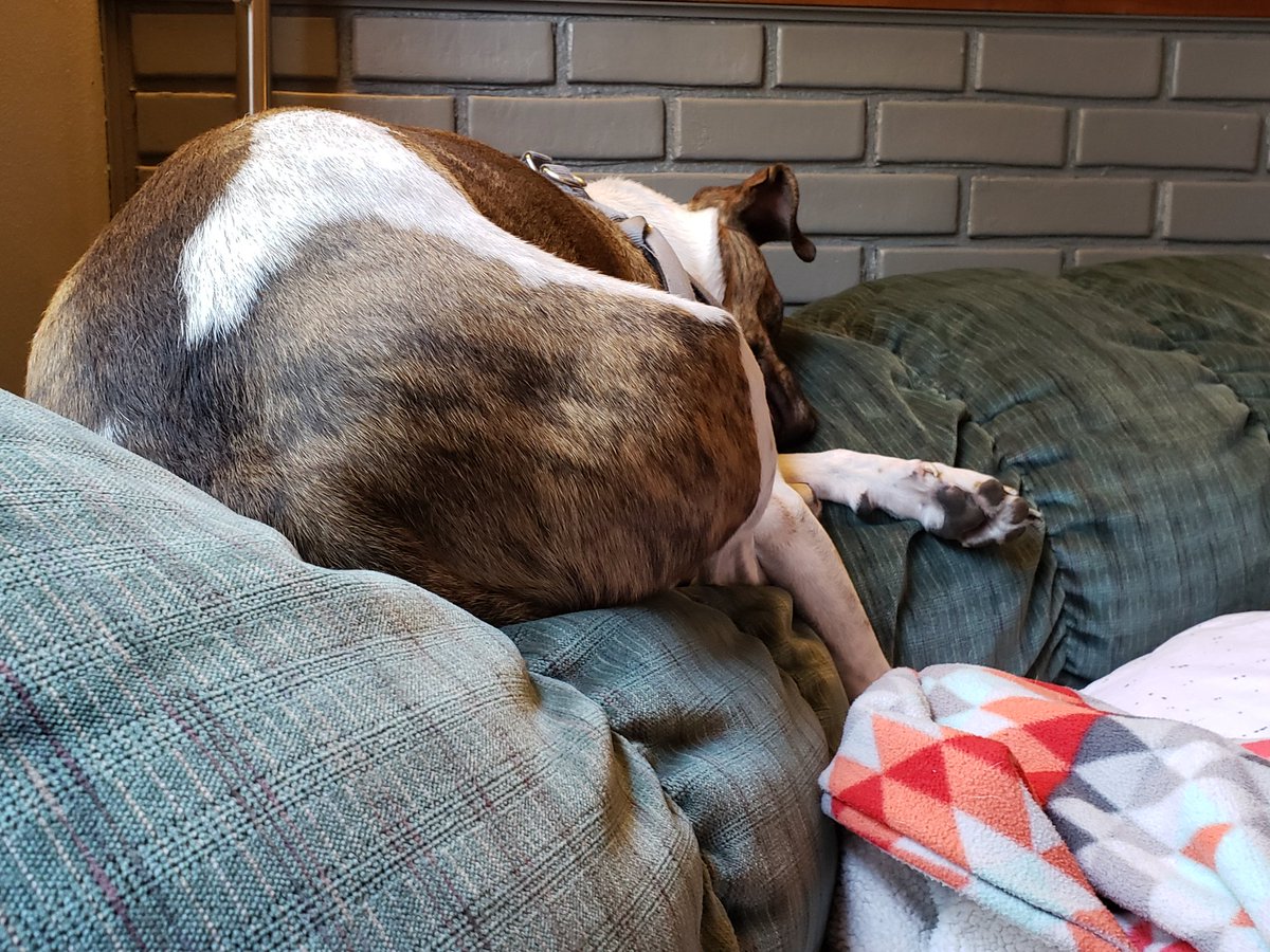 MamaHack1's tweet image. Taking a break from our #Sunday schedule. Oliver has made himself at home again. #10Days until school starts for this Mama.