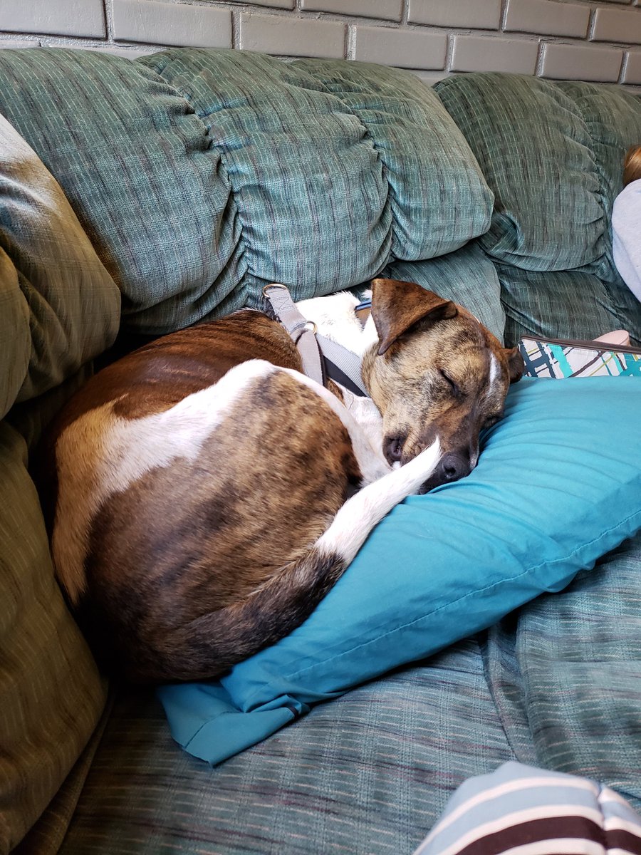 MamaHack1's tweet image. Taking a break from our #Sunday schedule. Oliver has made himself at home again. #10Days until school starts for this Mama.