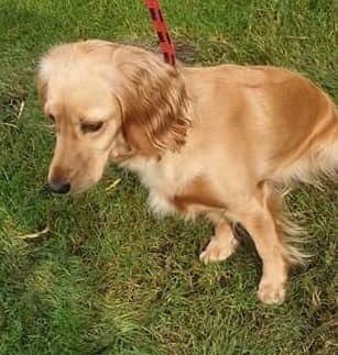 rosieDoc2's tweet photo. #FOUND already sent pictures to #AwolMillie & #beautifulAnna
JUST IN CASE 🤔 could be someone’s lost #Cockerspaniel GOLDEN
Picked up in #MarusBridge #Wigan Saturday 3/8/19 WHOS DOG IS THIS? Now in the care of #WiganCouncilStrayKennels
https://t.co/Y9O45u9zo2 https://t.co/WpF60kgWPH